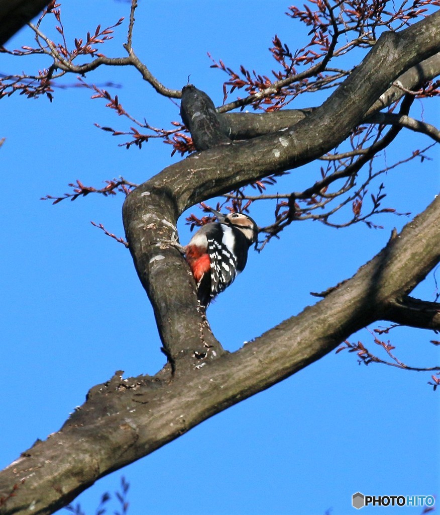 アカゲラさんのメス。