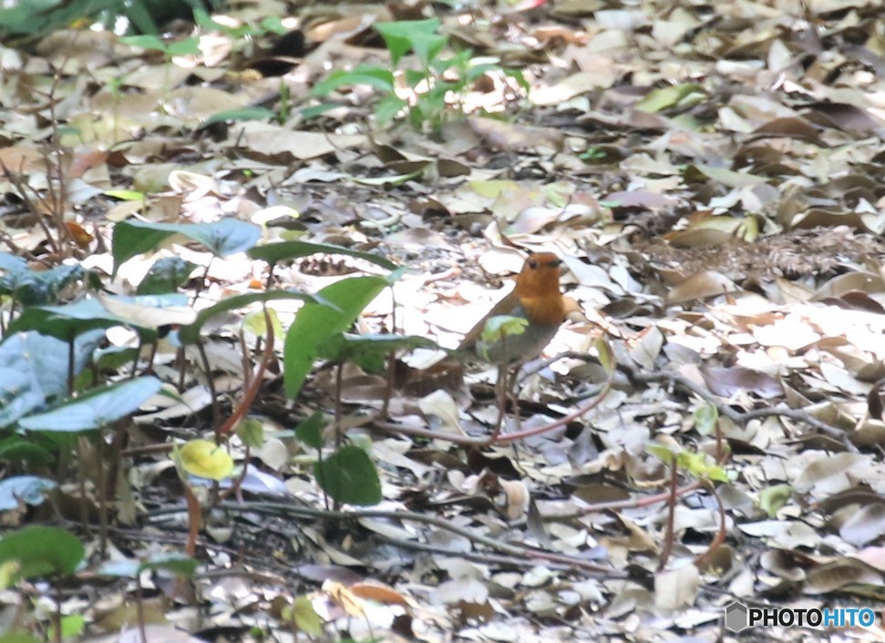 タネコマドリさん。