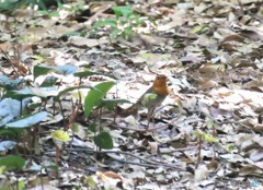 タネコマドリさん。