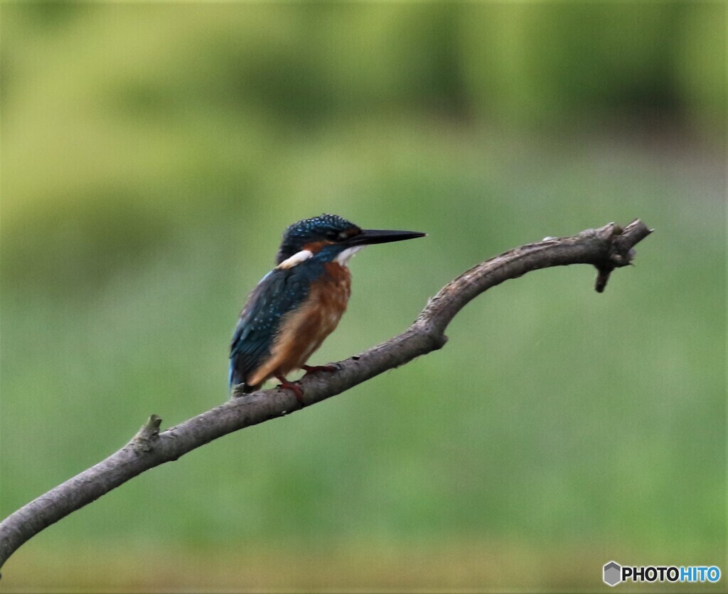 カワセミさん。