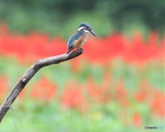 カワセミさんの幼鳥。