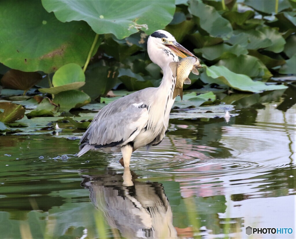 アオサギさん。⑥