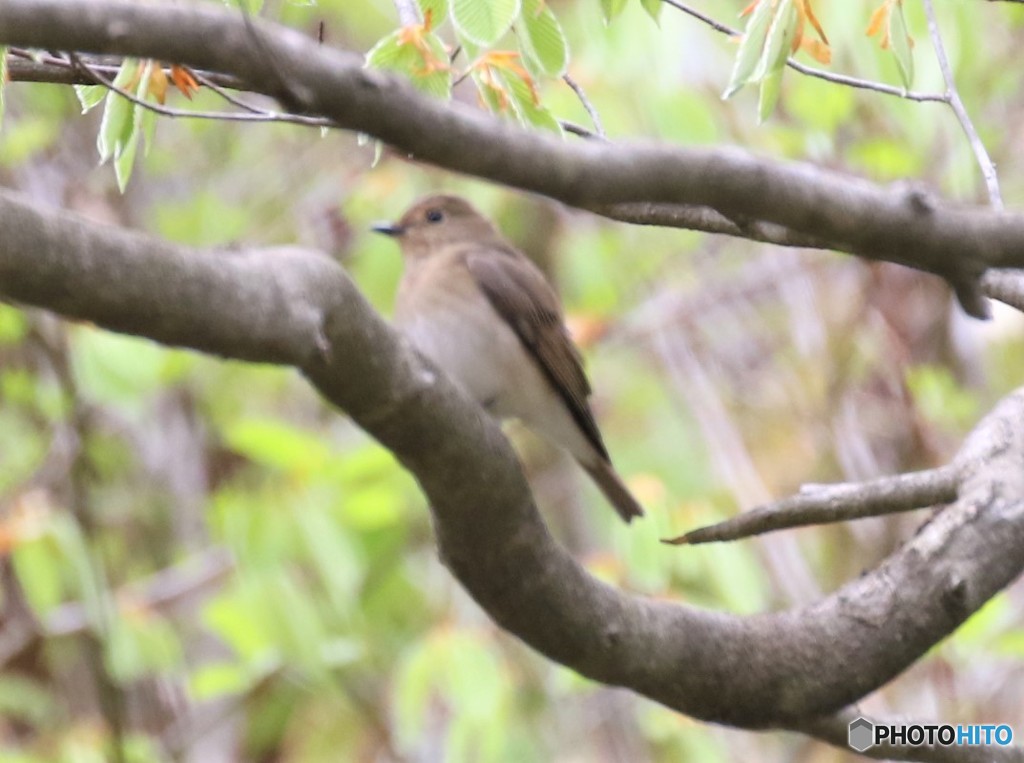 ヒタキ科の野鳥さん。