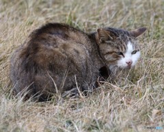 公園のネコさん。