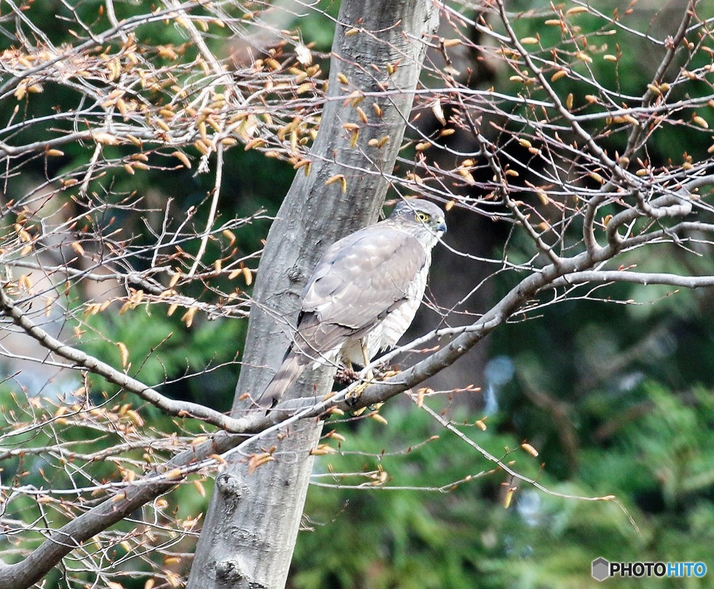 公園の野鳥さん。２