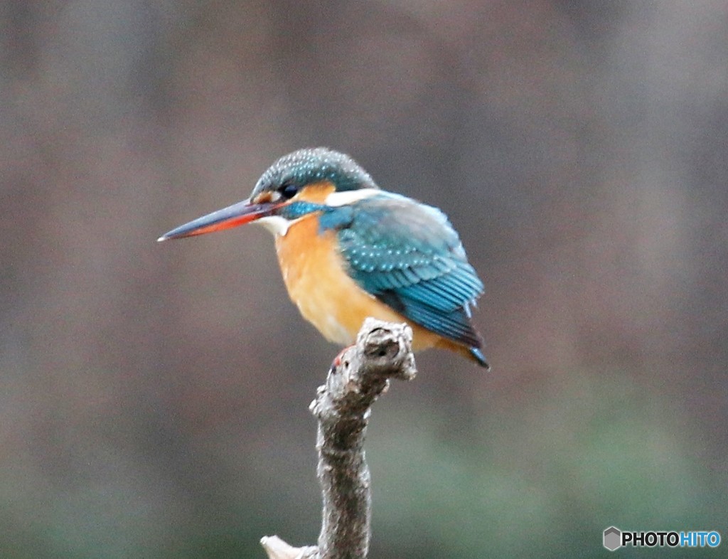 雪の中のカワセミさん。