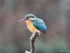 雪の中のカワセミさん。