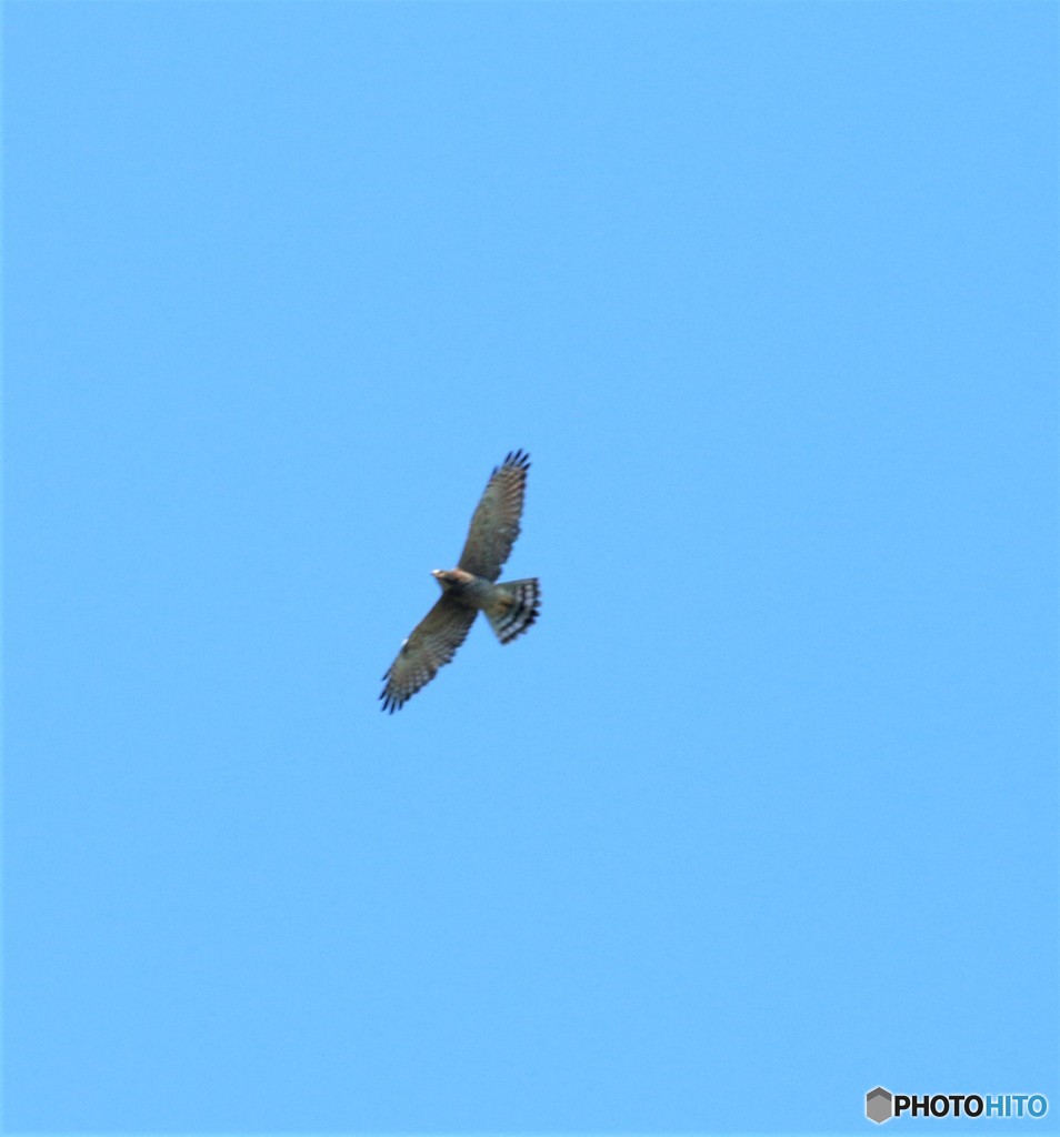 地元のサシバさん。