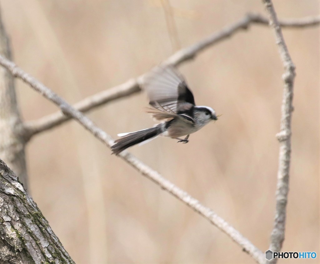 巣作り中のエナガさん。