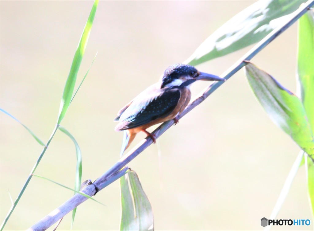 公園のカワセミさん。