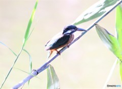 公園のカワセミさん。