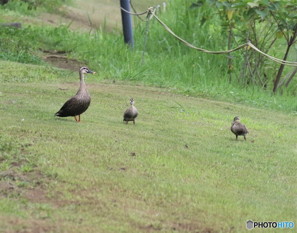 カルガモさんの親子。