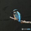 カワセミさん。