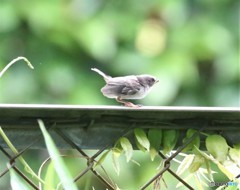 エナガ幼鳥さん。