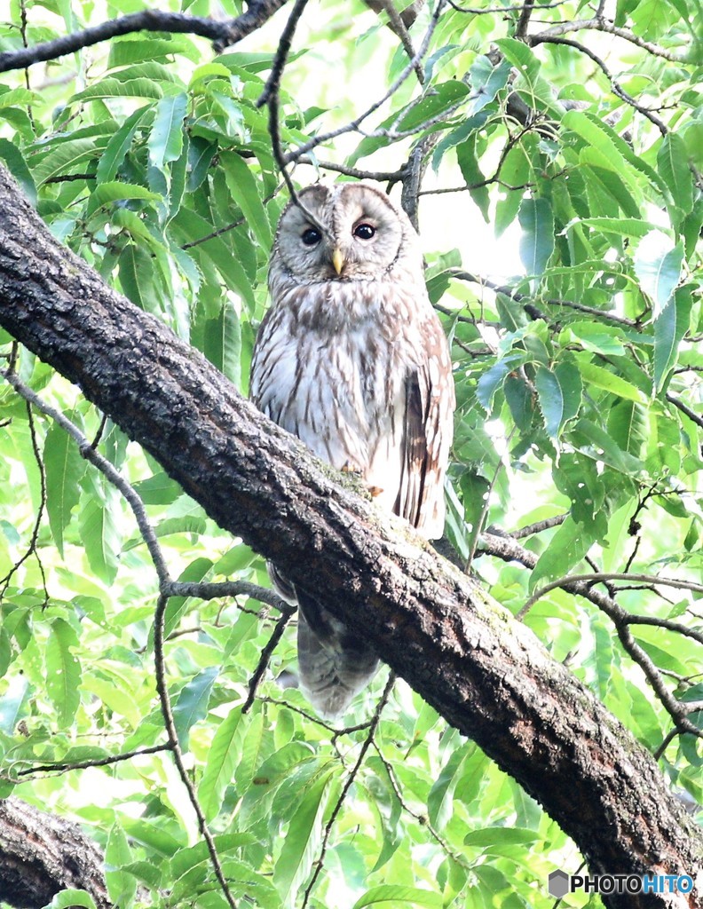フクロウさん。