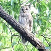フクロウさん。