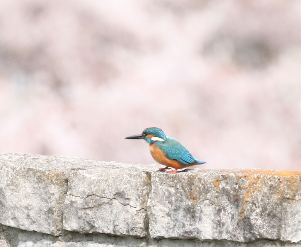 カワセミさん。