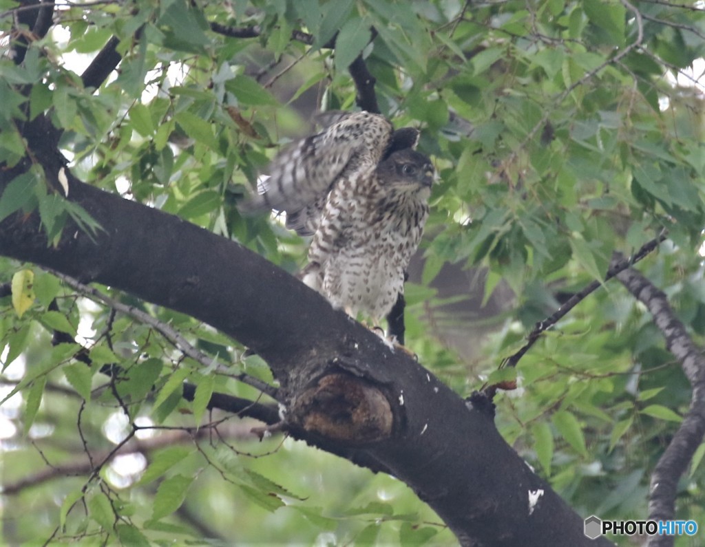 エンジェルポーズ。