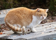 公園のネコさん。③
