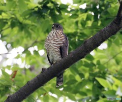 ツミさんの若鳥。