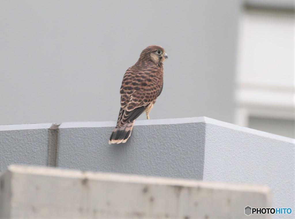 チョウゲンボウさん・幼鳥。