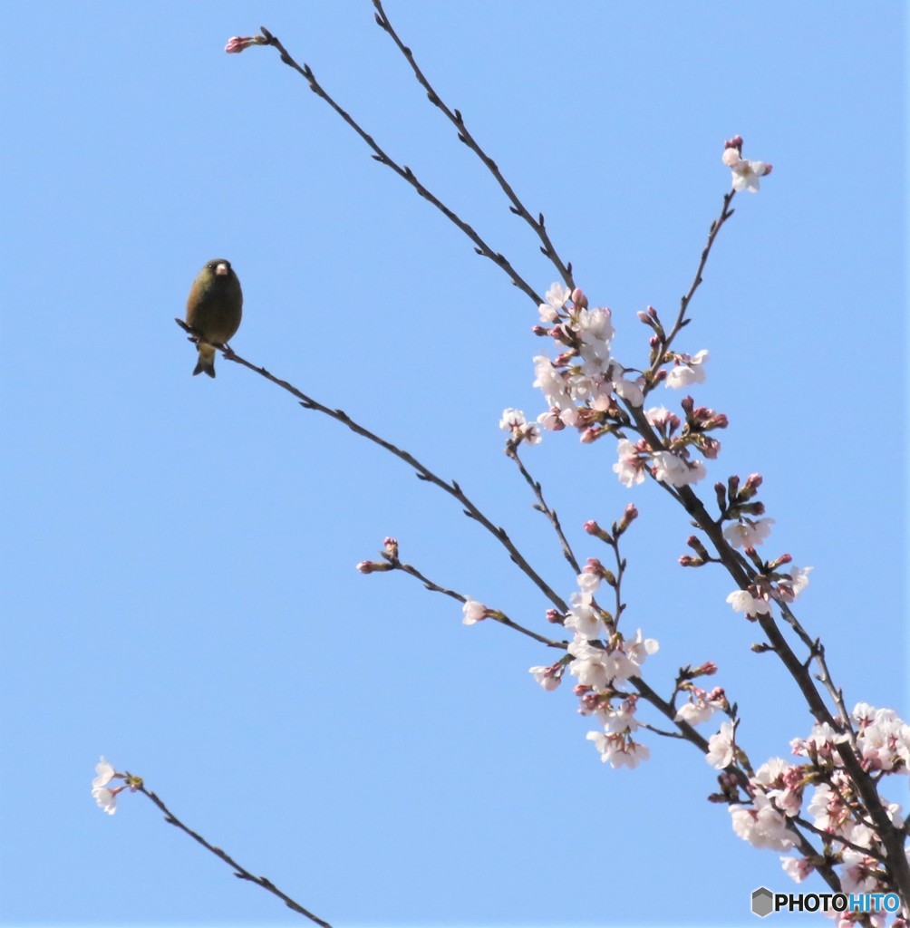 サクラにカワラヒワさん。