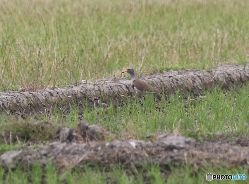 ケリさんの親子。
