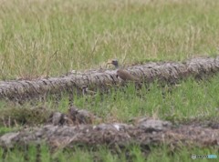 ケリさんの親子。