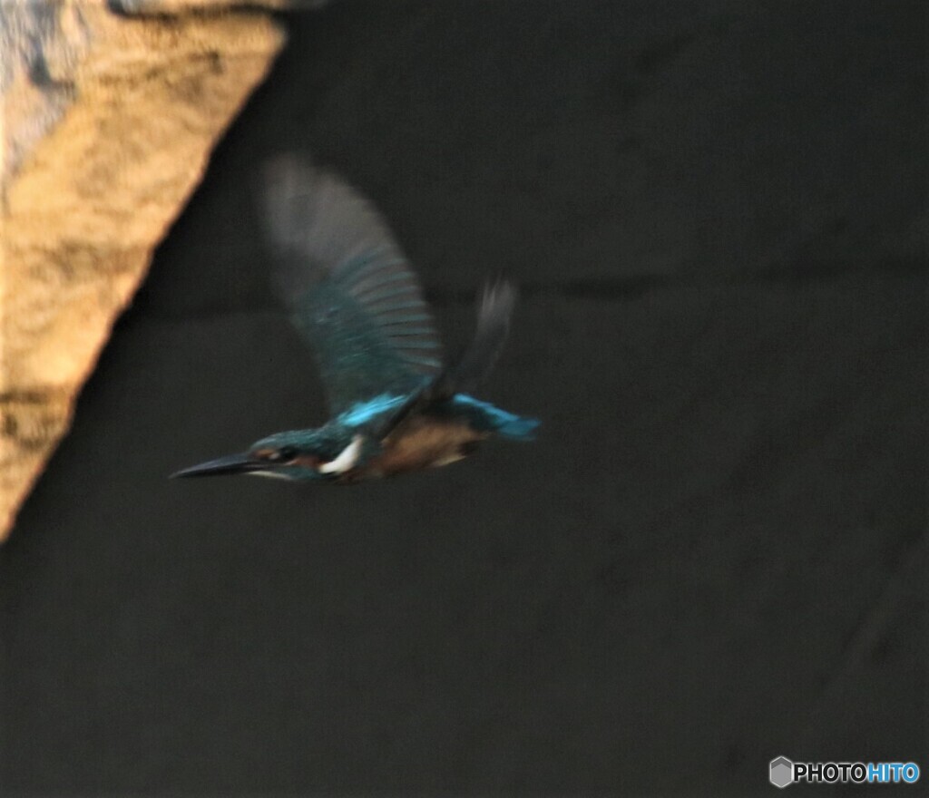 ピンボケさん。