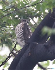 ツミさんの幼鳥。