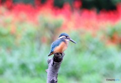 カワセミさん。