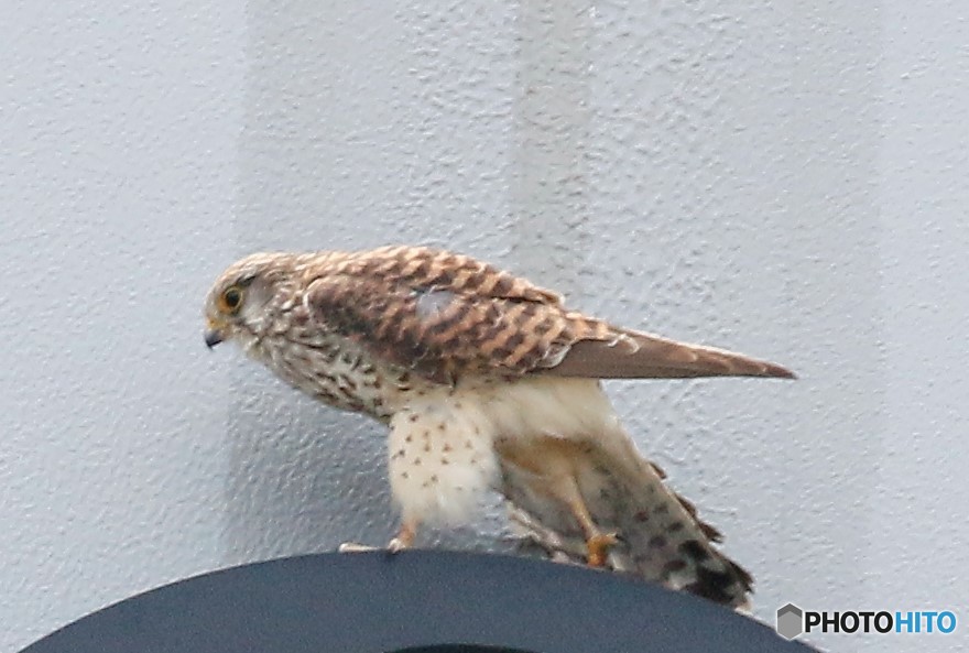 チョウゲンボウさん。