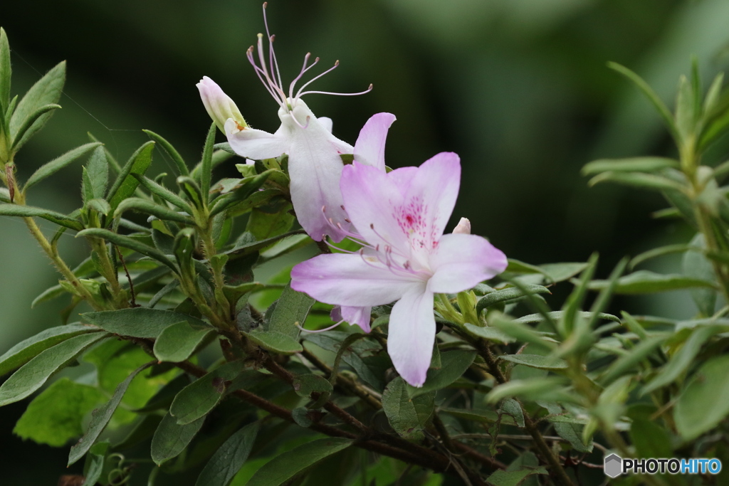 ツツジの花。