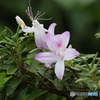 ツツジの花。
