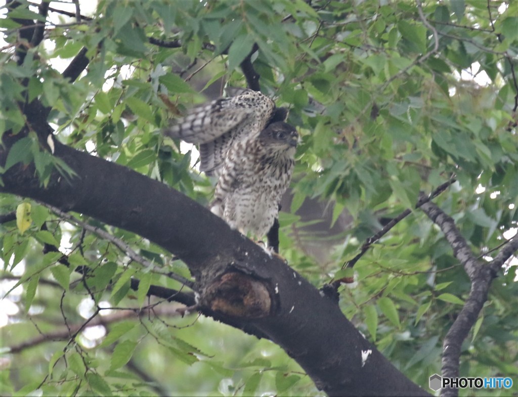 エンジェルポーズ。