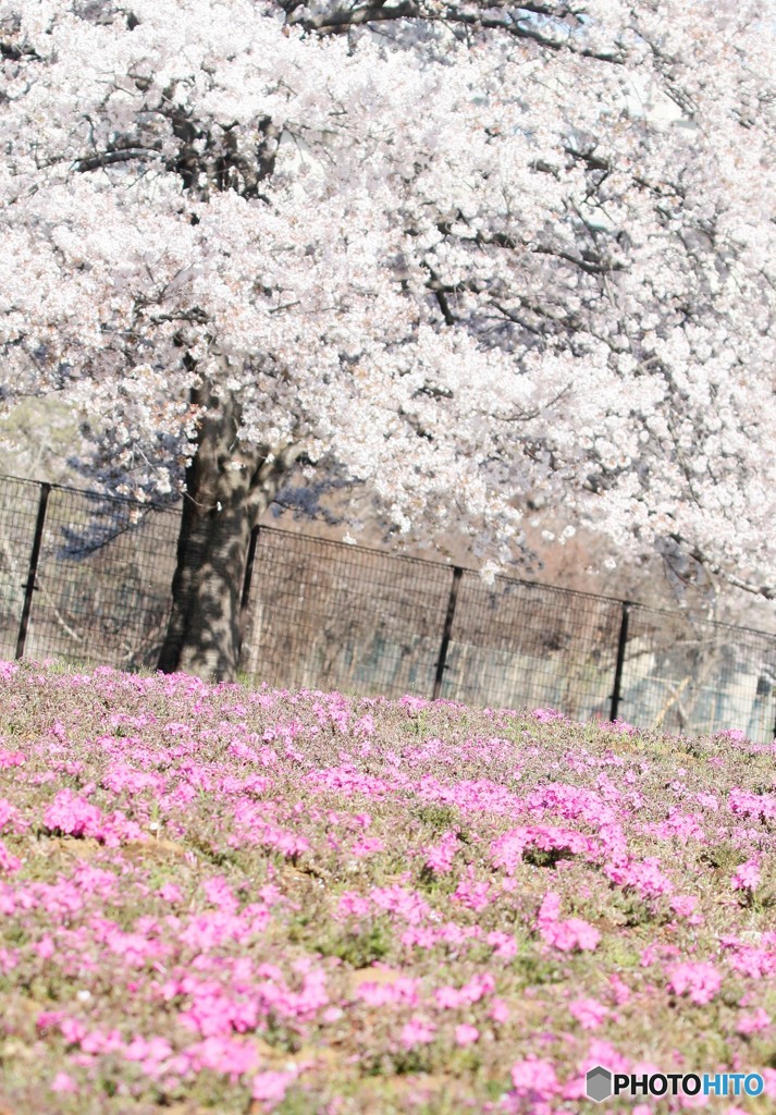 サクラ　芝桜