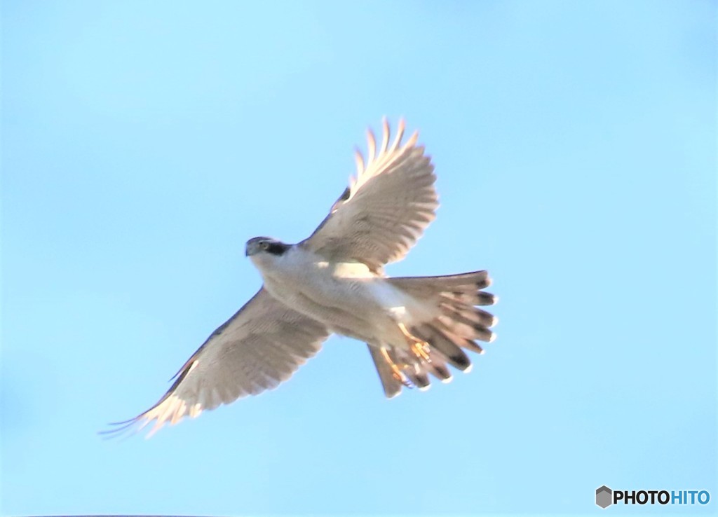オオタカさん。