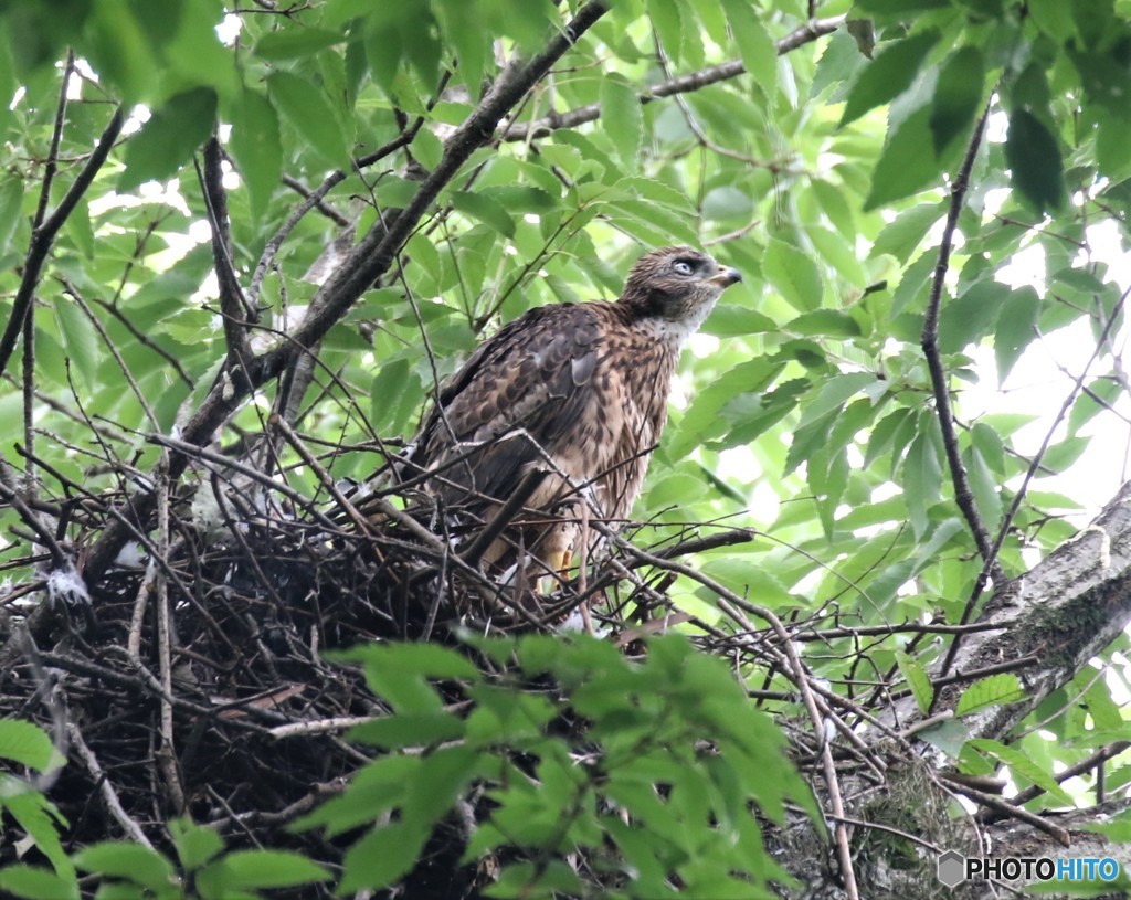 オオタカさんの幼鳥。