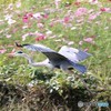 アオサギさんとコスモス。