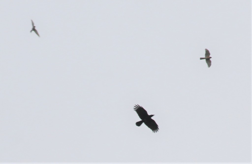 ハシブトガラスさんと小型猛禽類さん。