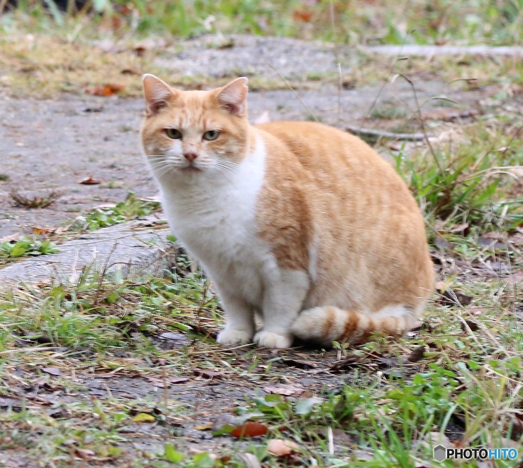 公園のネコ。
