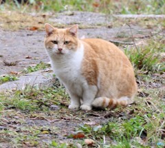 公園のネコ。