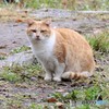 公園のネコ。