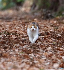 公園のネコさん。