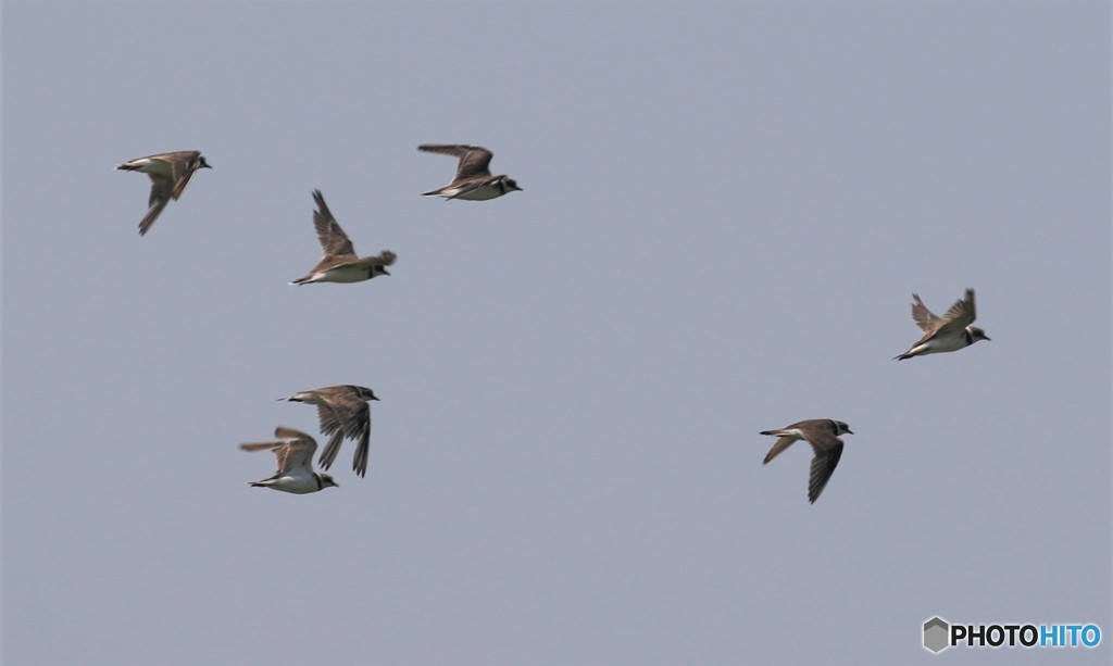 コチドリさん。