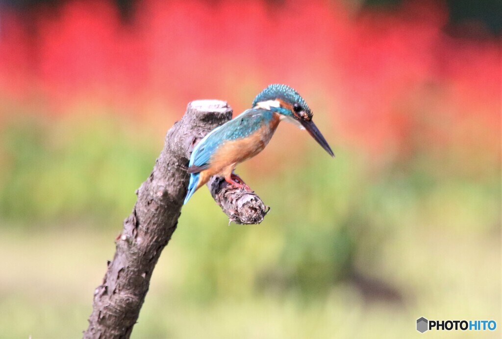 カワセミさん3-1。