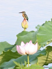 ハスカワセミさん。