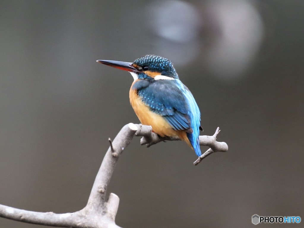 カワセミさん。