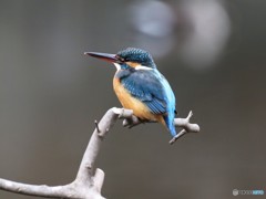 カワセミさん。