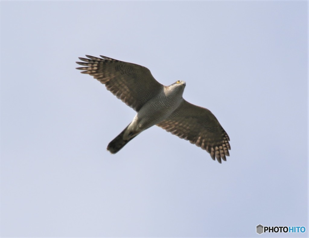 オオタカさん。